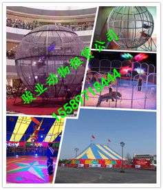 阿壩飛行動(dòng)物馬戲團(tuán)表演與冰雕展出的專業(yè)租賃指南