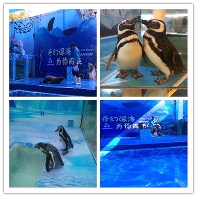 舞鋼慶典盛宴 專業馬戲團表演出租與合作全指南