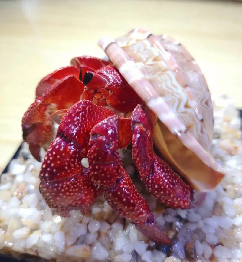 三明萌寵與特色表演租賃服務 打造難忘的娛樂體驗